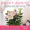 [买三送四]香水百合种球加仑盆塑料盆进口品种易种植好养护秋冬季应季上市包活包开花可选配可套餐自产自销