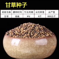 甘种子 纯新材种苗新疆红皮甘种苗芽指导种植