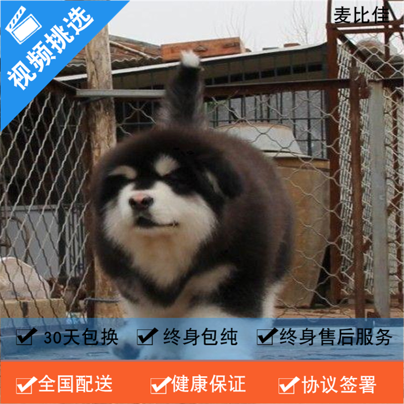 麦比佳 纯种巨型阿拉斯加幼犬活体宠物 熊版十字脸阿拉斯加雪橇犬 双血统烟灰色桃脸阿拉斯加幼崽 巨大型雪橇犬阿拉斯加犬12高清大图