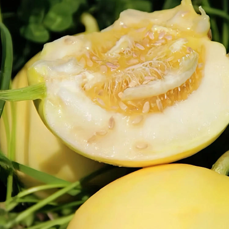 [西沛生鲜]星甜蜜罐甜瓜 净重3斤高清大图