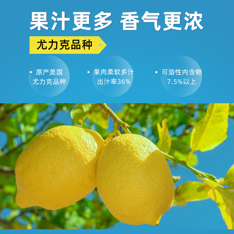 洪晟翔冻干柠檬片100g