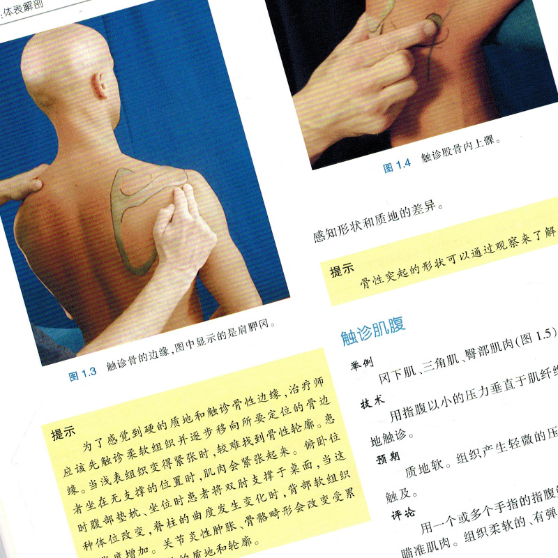 [醉染正版]正版 触诊技术体表解剖第2版 王红星 刘守国 人体解剖临床教程图谱 基础医学参考工具书籍 天津科技翻译出版公高清大图