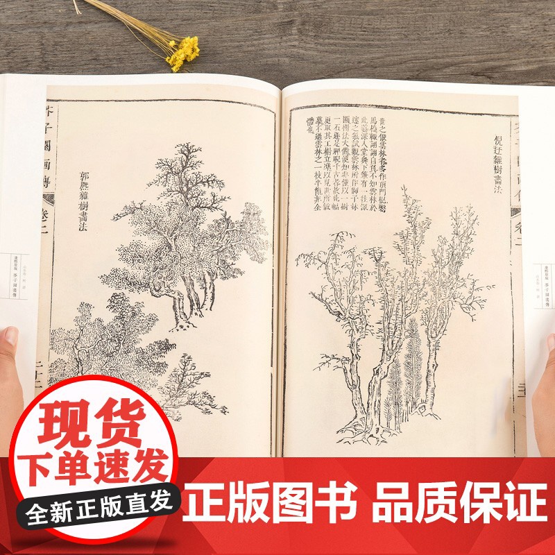正版芥子园画谱康熙原版 画传 山水卷树谱 正版自学美术国画绘画范本临摹本树法叶法夹叶及著色钩藤法临摹技法 安徽美术出高清大图