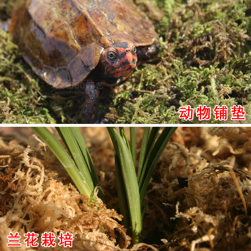 水苔包邮 蝴蝶兰专用土 兰花用苔藓干水苔 多肉食虫植物微景观