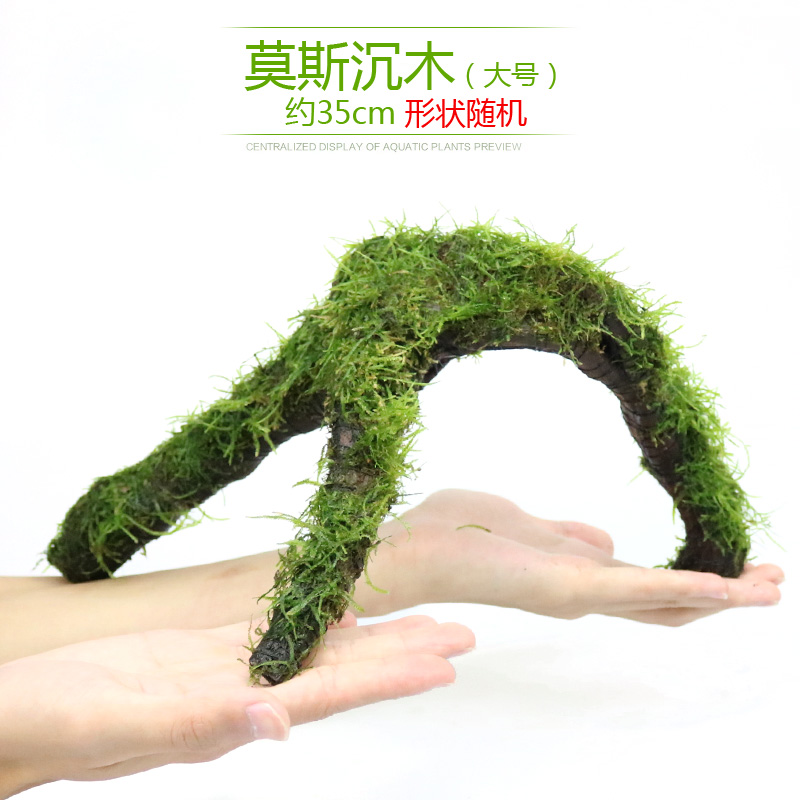 鱼缸沉木莫斯片草皮美凤莫丝苔火焰垂泪松茸怪厥大三角性水草高清大图