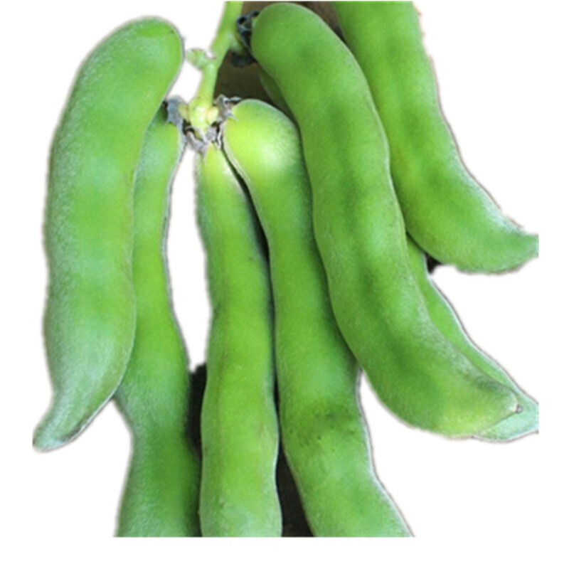 xj四川龙爪豆狗儿豆新鲜现摘