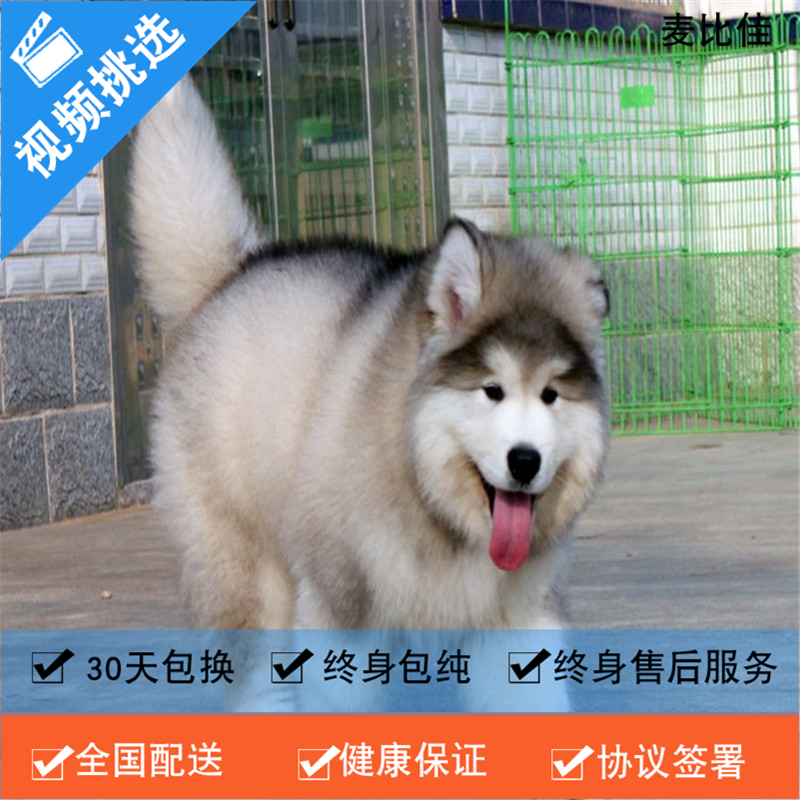 麦比佳 纯种巨型阿拉斯加幼犬活体宠物 熊版十字脸阿拉斯加雪橇犬 双血统烟灰色桃脸阿拉斯加幼崽 大型犬雪橇犬阿拉斯加犬1高清大图