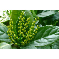 室内花卉办公室种植 鸡爪兰 珍珠兰 金粟兰 珠兰花苗盆栽