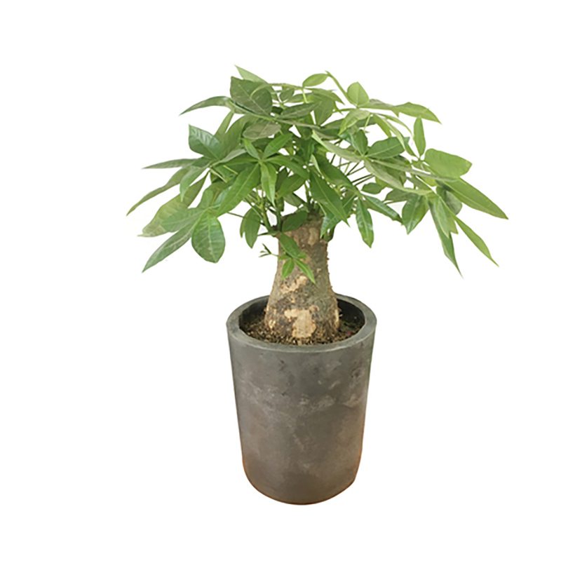 发财树盆栽高80-90CM绿植摆件
