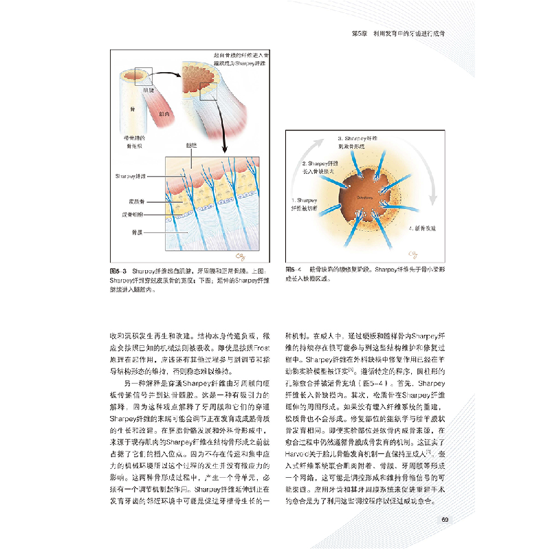醉染图书功能外科骨增量技术与牙种植修复新设计模式9787559117高清大图