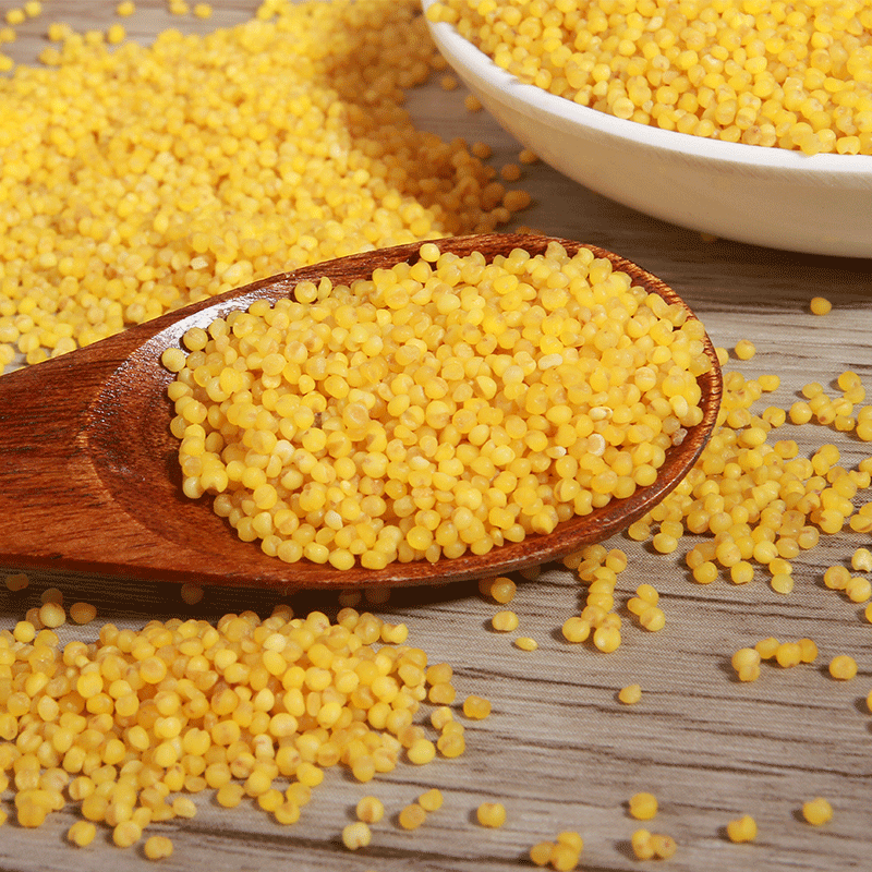 【中华特色】瓦房店馆 狗子家的稻田 有机黄小米500g 辽宁朝阳小米