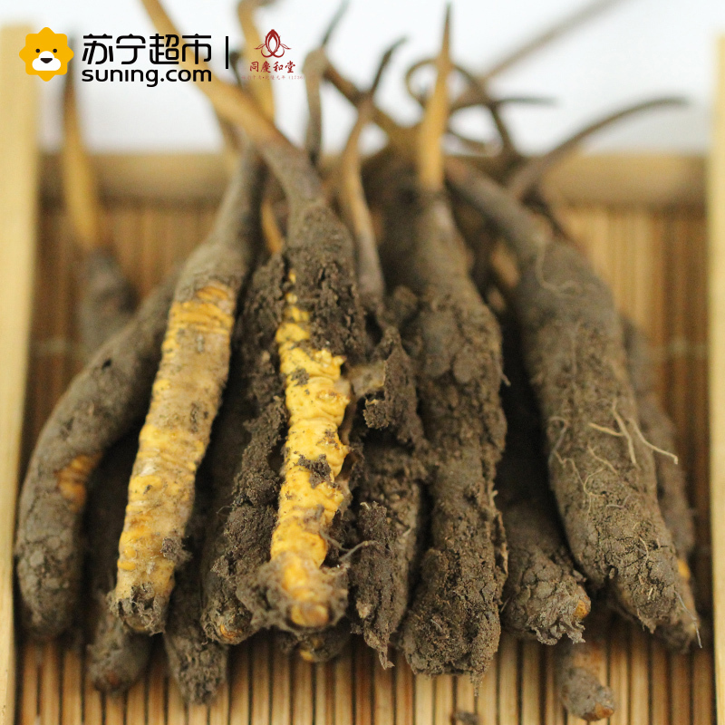 [2018鲜草]同庆和堂 18年现挖新鲜冬虫夏草 1根 5根起拍 1克/根