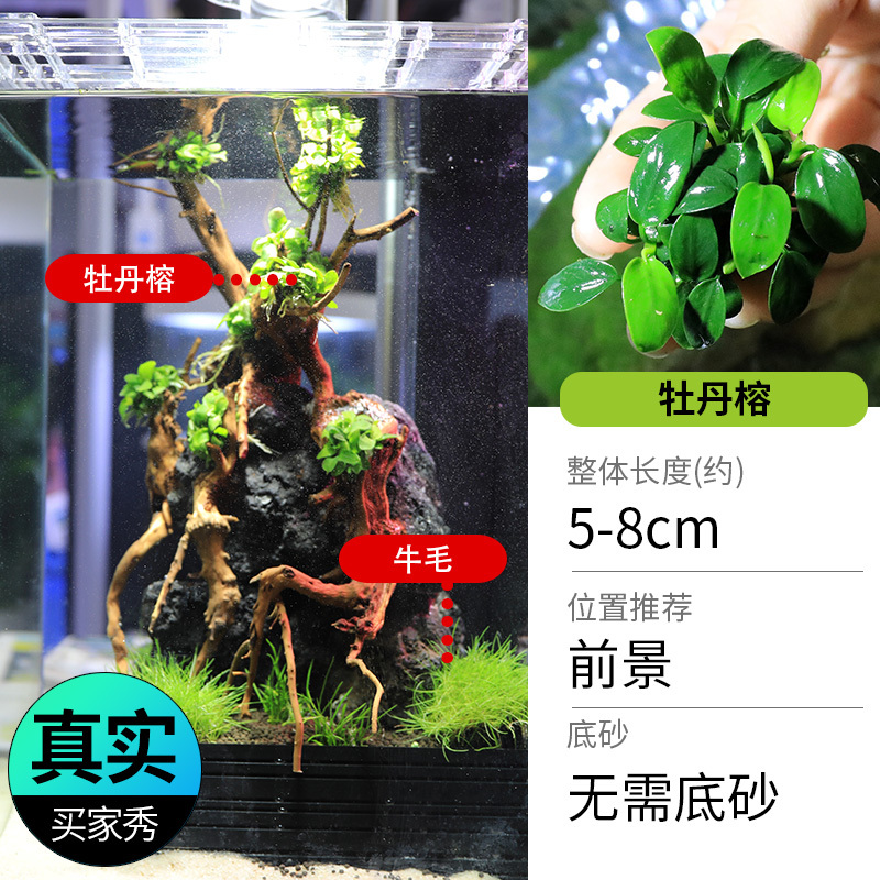 鱼缸造景莫斯沉木水榕无土植物懒人增氧真水草趴地矮珍珠陀草