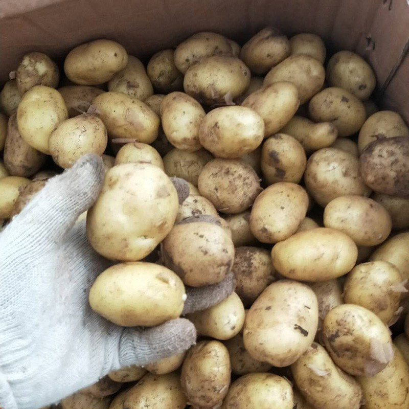 5kg(中号乒乓球大小) 湖北恩施新鲜黄小土豆