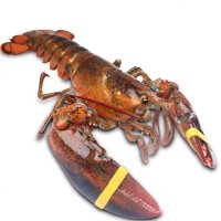 【鲜活】三座海 鲜活波士顿大龙虾 2-2.5斤/只 波龙波斯顿大龙虾进口鲜活大虾 海鲜水产
