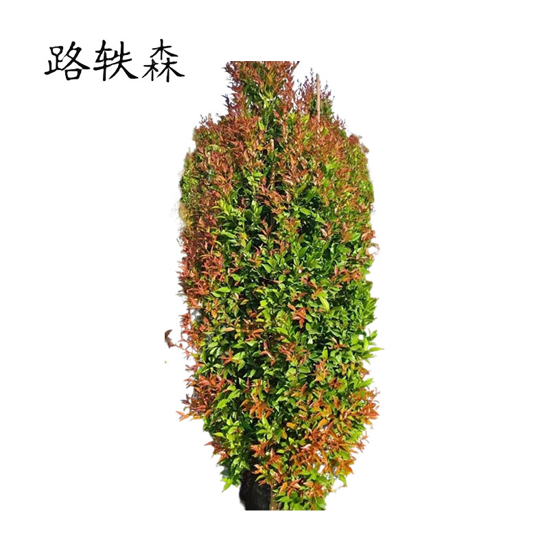 路轶森 红鳞蒲桃 1.2m 根高清大图