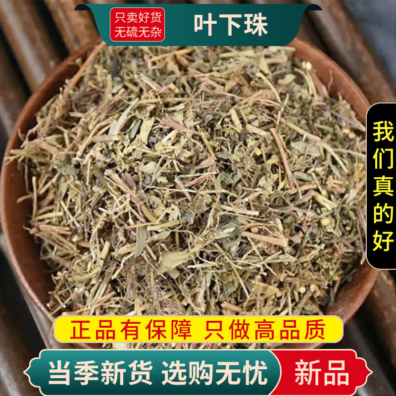 甄选叶下珠100克煮水泡茶珍珠草龙珠草鱼鳞草夜合草9260高清大图