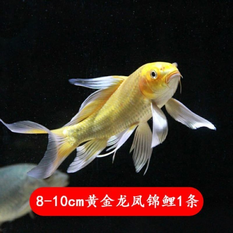 8-10cm黄金龙凤锦鲤1条 龙凤锦鲤活体长尾冷水观赏鱼活鱼淡水招财小