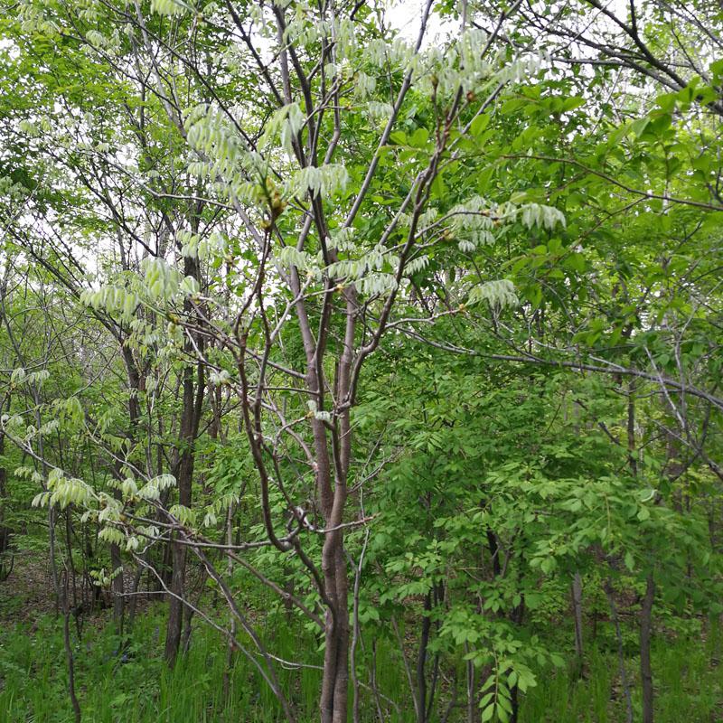 优友东北野生山槐树苗庭院绿化植物高达乔木珍惜树种