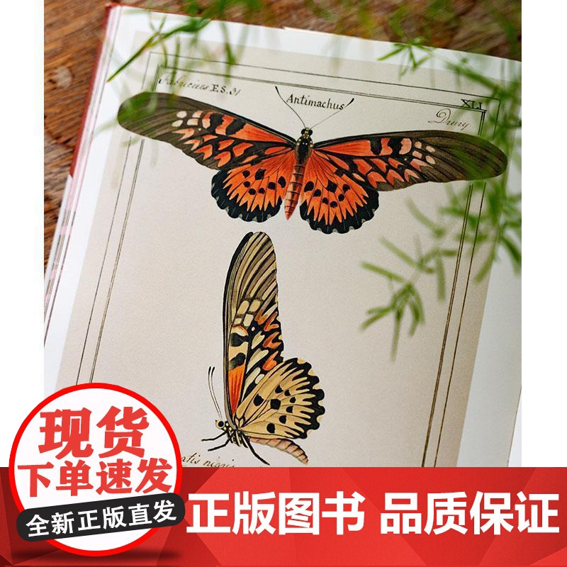 蝴蝶圣经 牛津大学典藏图谱 理查德文赖特等著 牛津大学自然史博物馆典藏图谱 涵盖1600幅画作856个物种 中信正版高清大图