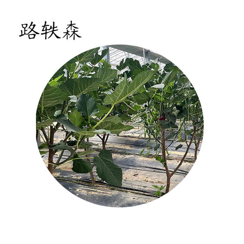 路轶森 果树树苗可选品种高度1m-1.2m 棵高清大图