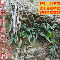 大别山野生 石苇 石韦 石伟 石兰 刀口药 野生货 切片干品500