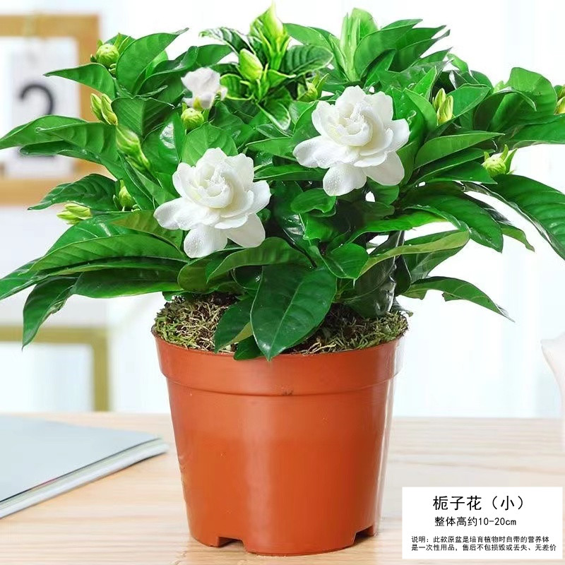 栀子花盆栽九里香水培茉莉花卉绿植物室内四季开花客厅大型绿箩 亏本回馈100#精品栀子花原土不含盆送营养肥