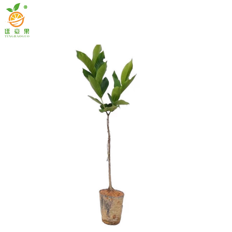 廷豪果 莲雾 绿植 高1-1.5m /棵高清大图