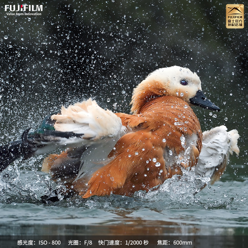 富士(FUJIFILM)XF150-600mmF5.6-8 R LM OIS WR 超长焦变焦镜头 官方标配 线性马达 全天候 风光/打鸟/动物/体育高清大图