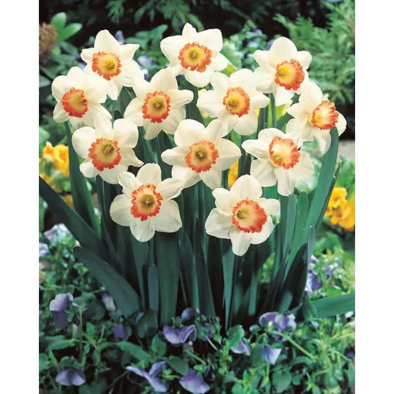 水仙花种球盆栽秋冬花卉观花植物室内花水养四季水种籽