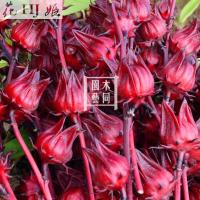 洛神花种苗玫瑰茄花卉绿植阳台盆栽地栽满种子100粒不含盆