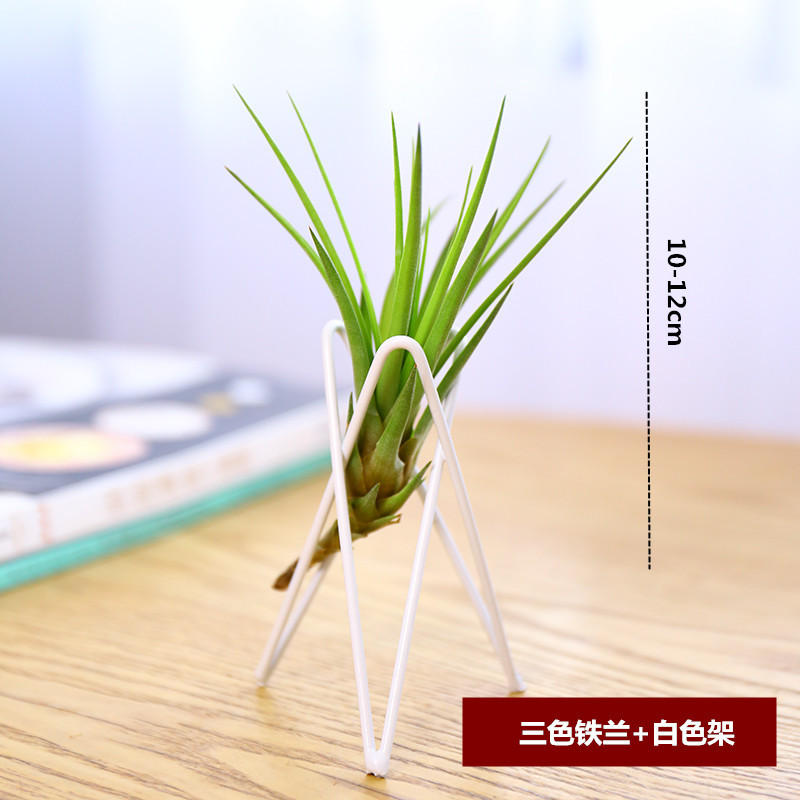 弹痕园艺用品弹痕空气凤梨无土植物创意家居室内铁艺黑白支架套餐桌面净化绿植盆栽三色铁兰 10 12cm 白色架 价格图片品牌报价 苏宁易购艾迪瑞园艺用品专营店