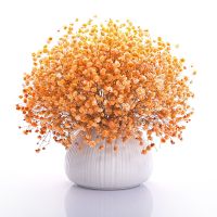 满天星花种子四季易种易活花卉室内外阳台盆栽花种子 橙色满天星[关注店铺送花种子] 1000粒[送肥]