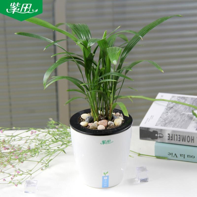 绿植 花卉盆栽植物观音竹 小型桌面棕榈竹盆栽净化空气
