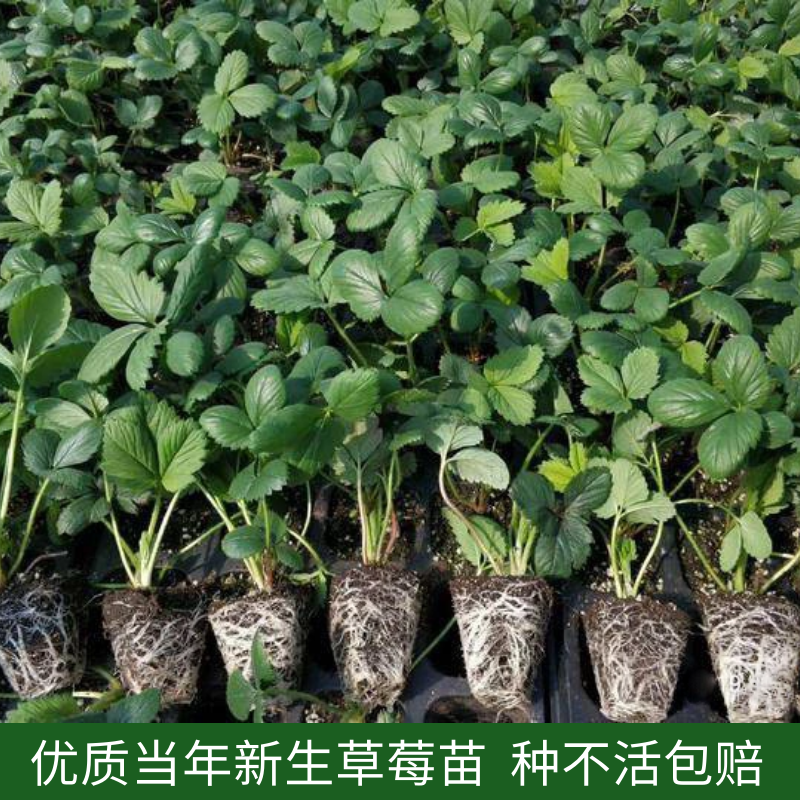 草莓苗原土盆栽室内四季奶油草莓苗阳台种植盆栽高清大图