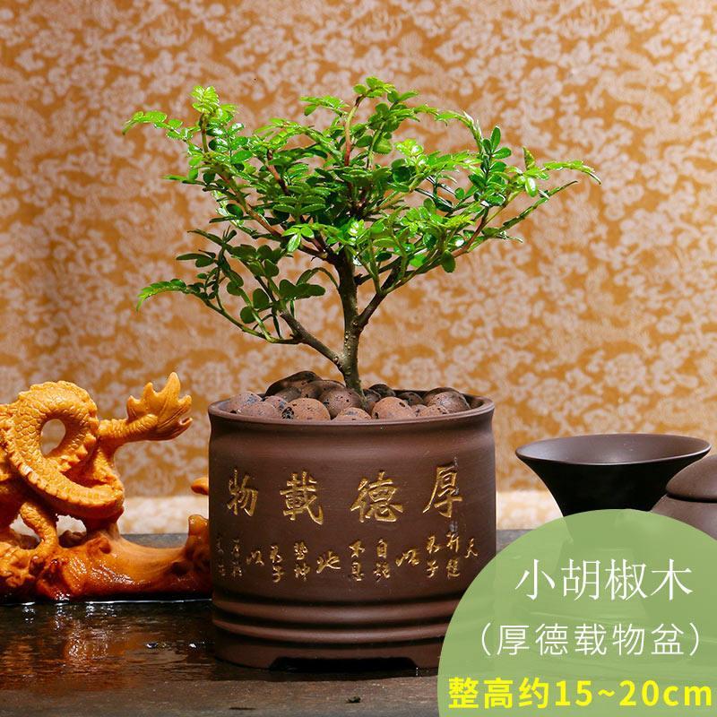 恬豆夏季植物清香木盆栽耐寒花卉植物九里香室内四季常青绿植盆景视频