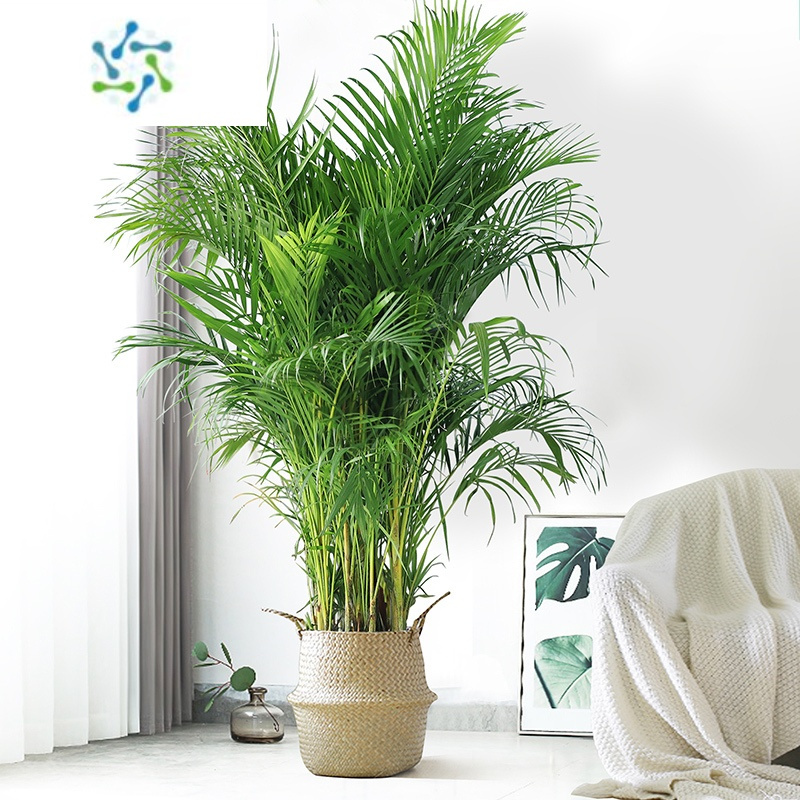 三维工匠散尾葵绿植大型室内客厅盆栽凤尾竹夏威夷办公室大棵落地网红