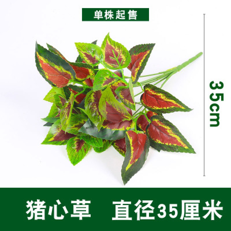 紫色猪心草【价格 图片 品牌 报价】-苏宁易购信仁家居