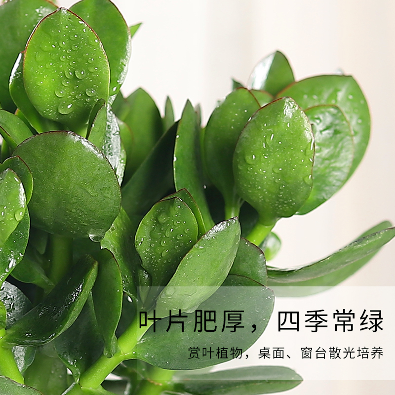 玉树室内大株多肉植物大颗古达老桩开花巨型稀有好盆栽