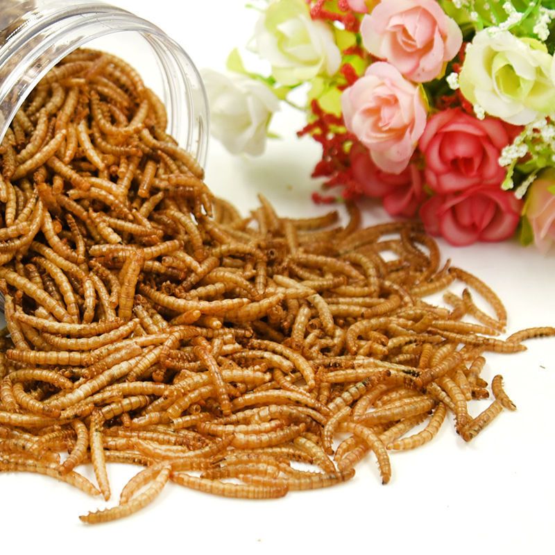 散装面包虫1袋 100g 面包虫干面包虫干仓鼠粮食观赏鱼鱼食黄粉虫干散装龟粮仓鼠粮食