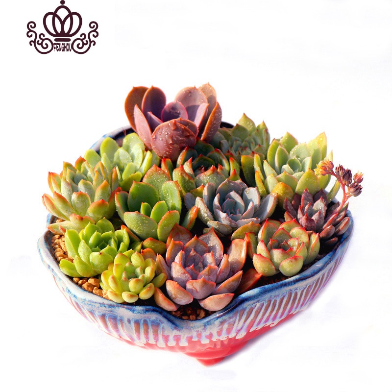 封后多肉植物组合盆栽新手肉肉套餐稀有品种老桩生石花玉露桃蛋套餐2 如图6颗精选肉肉送盆送土裸根不带土图片 高清实拍大图 苏宁易购