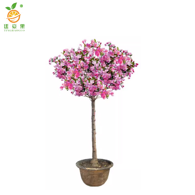 廷豪果 海棠树 绿植 5公分 /棵高清大图