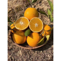希悦果品 云南褚橙花斑果 带箱5斤精选果 独立包装 纯甜汁水多 应季新鲜脐橙橙子 坏果赔付