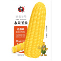 白甜糯玉米种子高产四季播白糯玉米非转国审农家超甜加糯玉米种子 均码 迪甜6号40克水果玉米