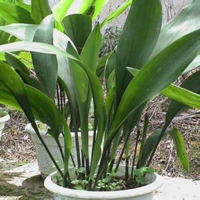 【苏宁精选】一叶兰盆栽 客厅室内水培观叶植物花卉 四季常青绿植盆景净化空气_542