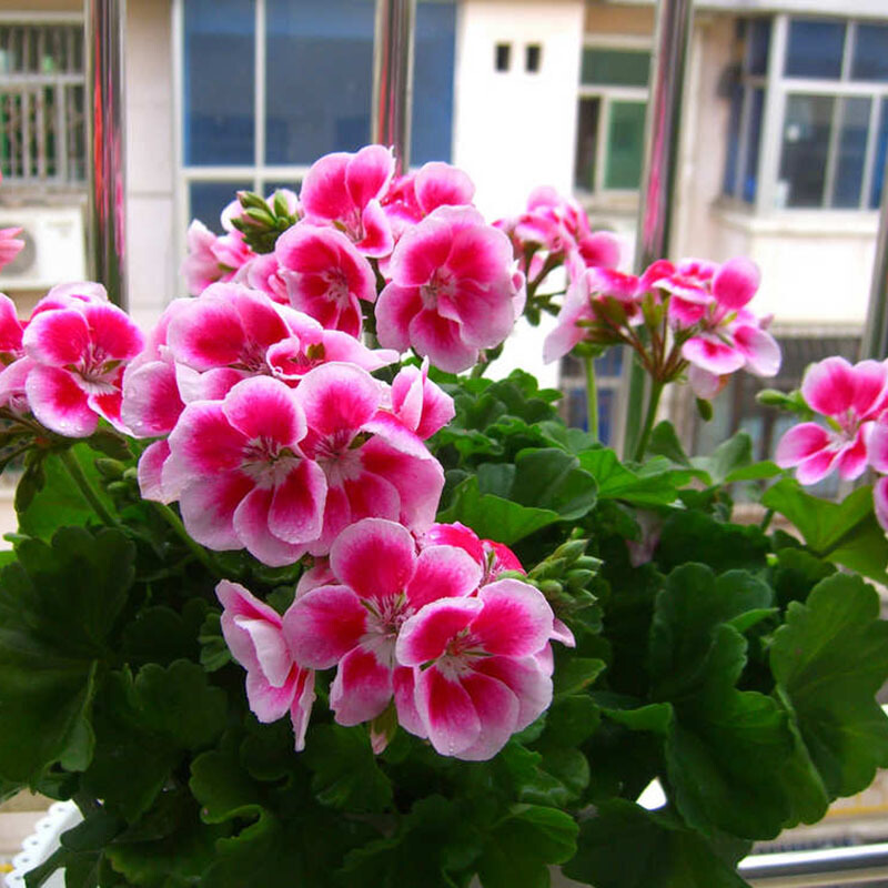 冬季四季开花卧室阳台花卉观花绿植物盆栽花苗重瓣不含盆