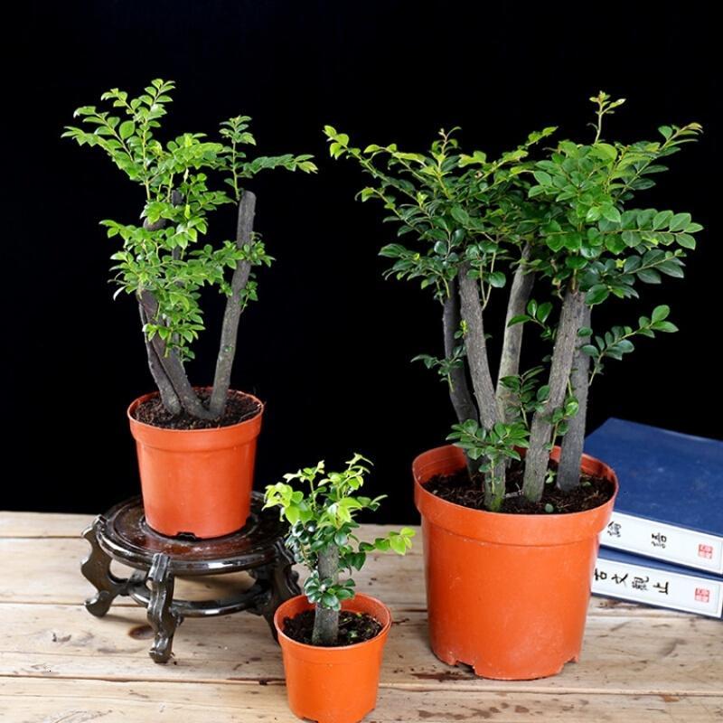 子暄小叶紫檀盆景盆栽植物室内绿植四季常青办公室桌面盆栽大号紫檀5根一盆30 35厘米高左带盆栽好图片 高清实拍大图 苏宁易购