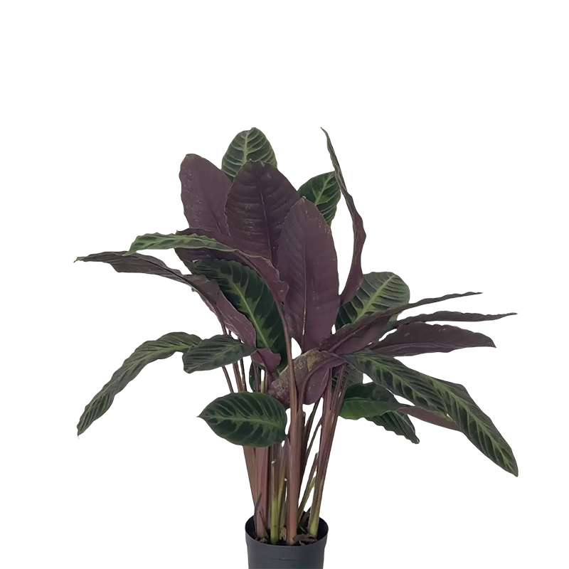 以雅以南 天鹅绒盆栽60cm/盆高清大图