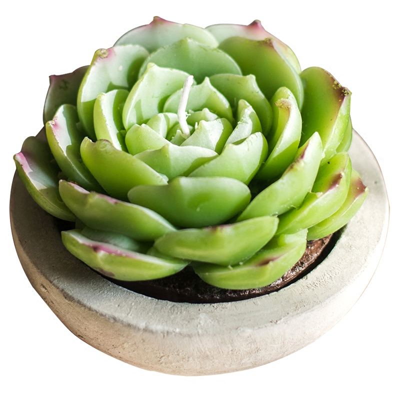 多肉植物蜡烛系列 装饰摆件 盆景造型仙人掌蜡漂森系_24_827
