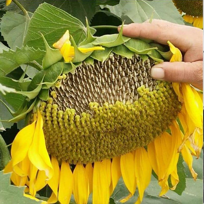 新鲜花盘4盘(普通快递) 2020年新鲜向日葵花盘瓜子盘湿葵花盘原味生瓜子